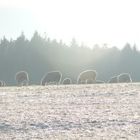 Schafeherde an Weihnachten