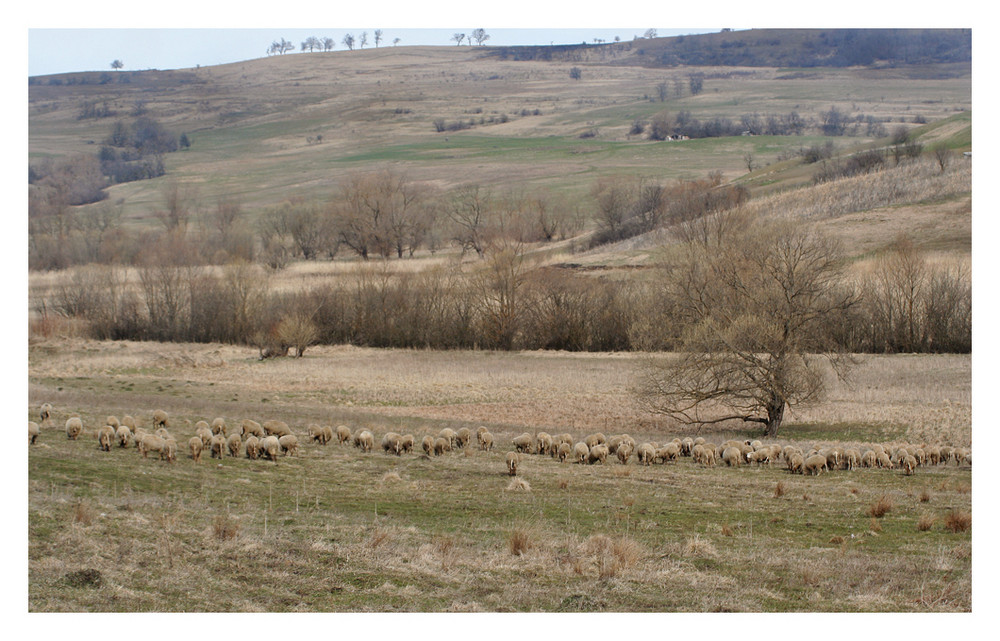 Schafe.in.Transylvanien