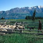 Schaffarm auf der Südinsel Neuseelands