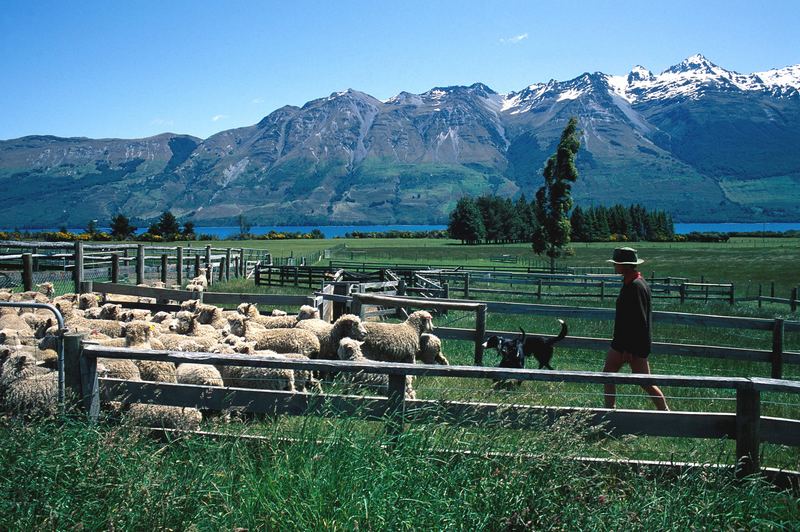 Schaffarm auf der Südinsel Neuseelands