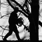 SCHAFFE, SCHAFFE, BÄUMLE PFLANZE ...