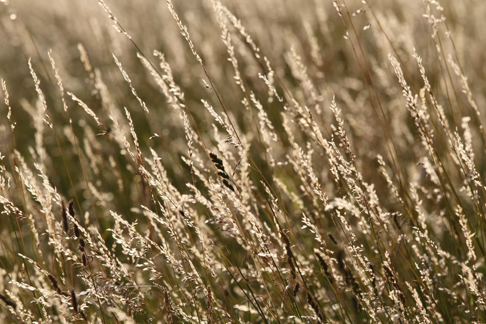 Schaffutter im Wind