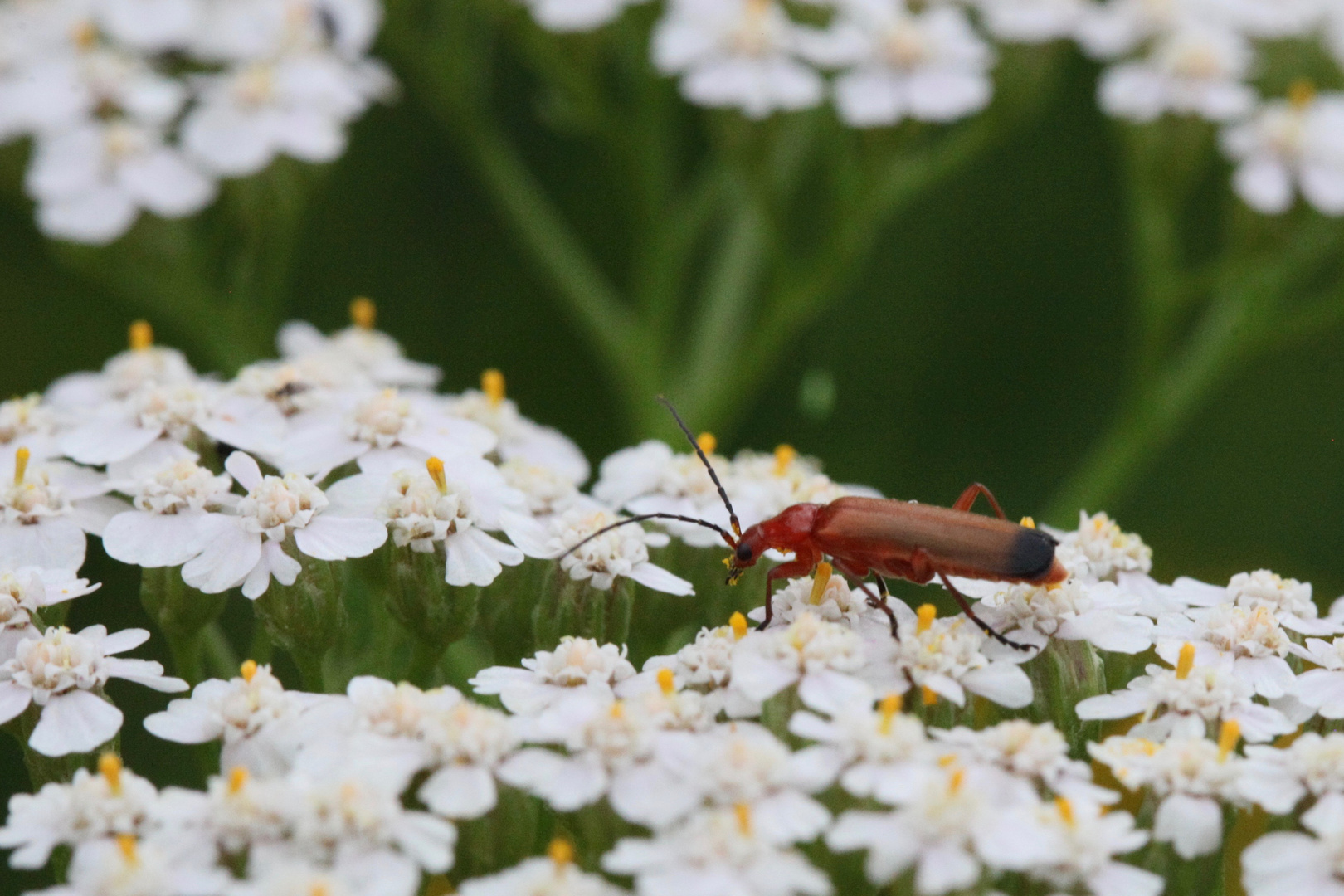 Schafgarbe  (Achillea millefolium)