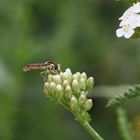 Schafgarbe  (Achillea millefolium)