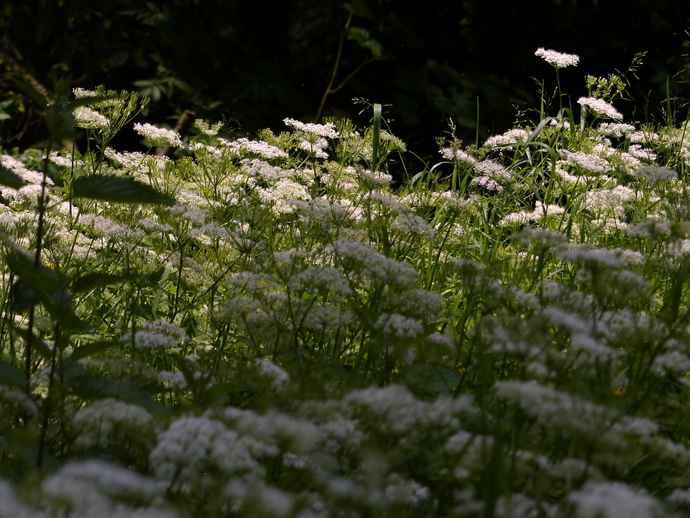 Schafgarbe am Waldesrand