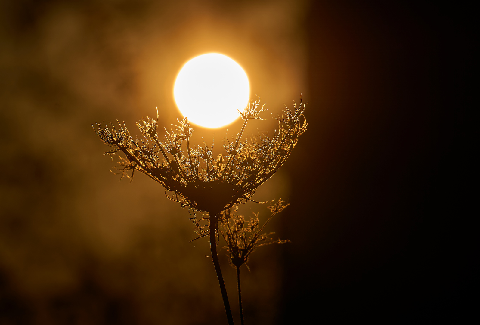 Schafgarbe bei Sonnenuntergang