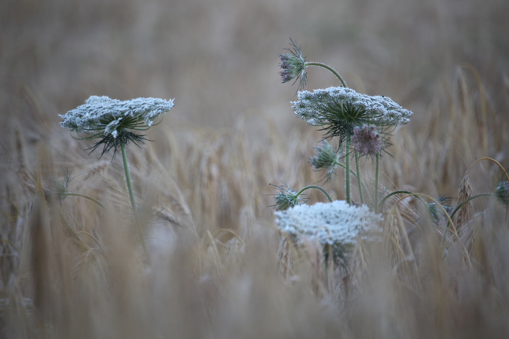 Schafgarbe im Kornfeld