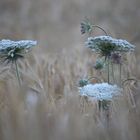 Schafgarbe im Kornfeld