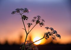 Schafgarbe im Sonnenaufgang