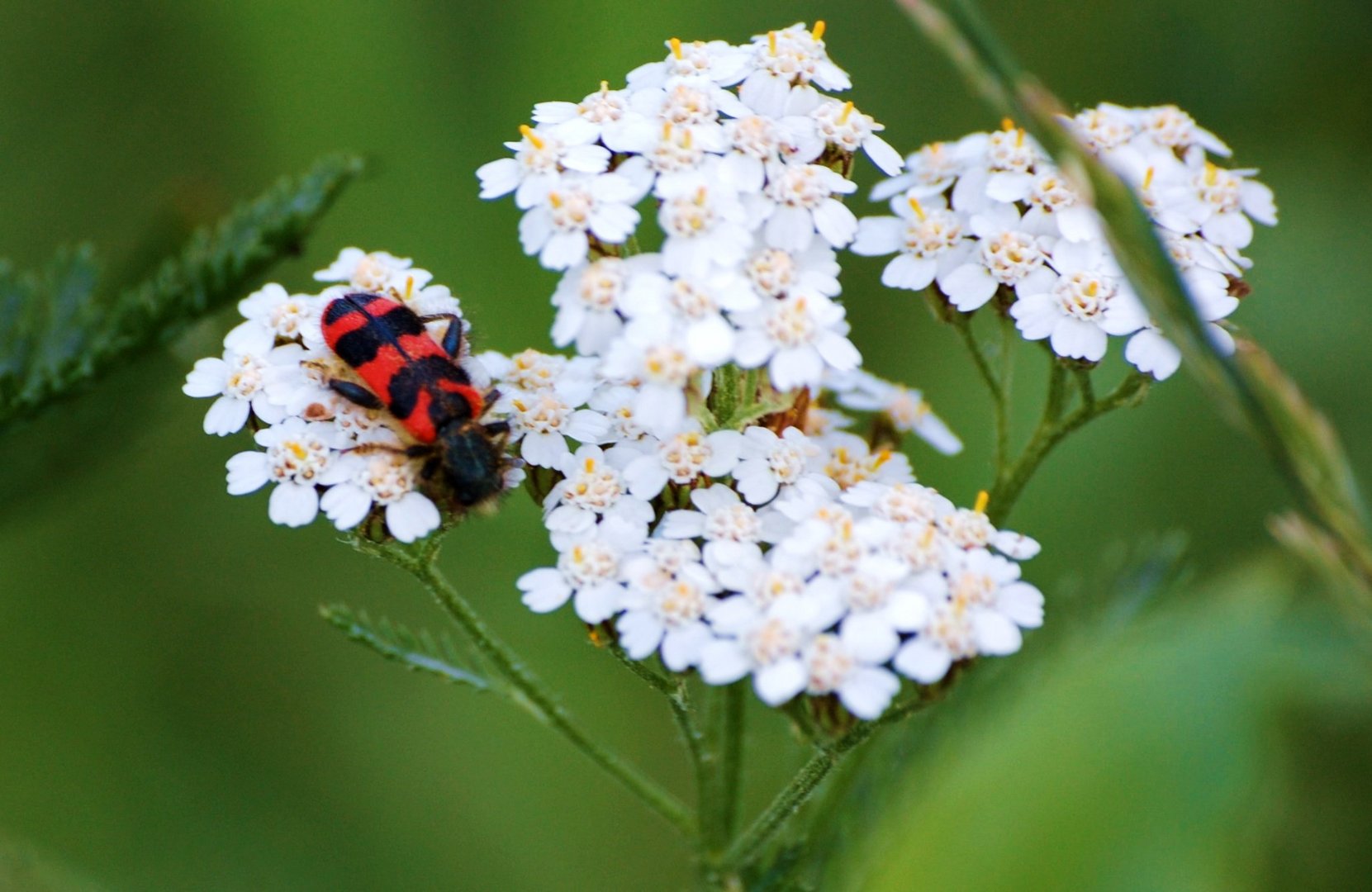 Schafgarbe mit Besuch