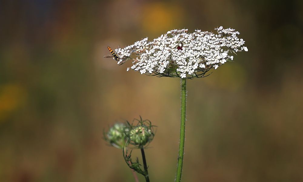 Schafgarbe mit Besucher