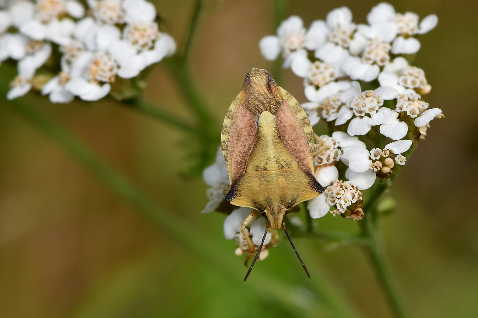 Schafgarbe mit Besucher