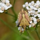 Schafgarbe mit Besucher