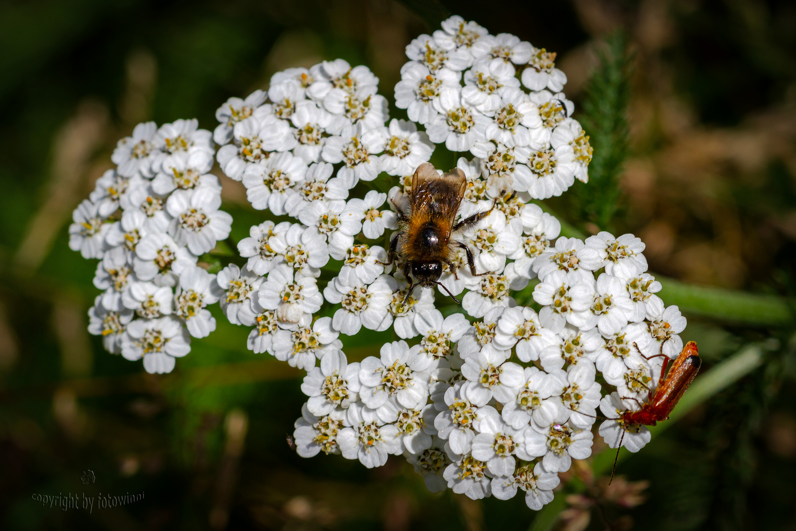 Schafgarbe mit Besuchern