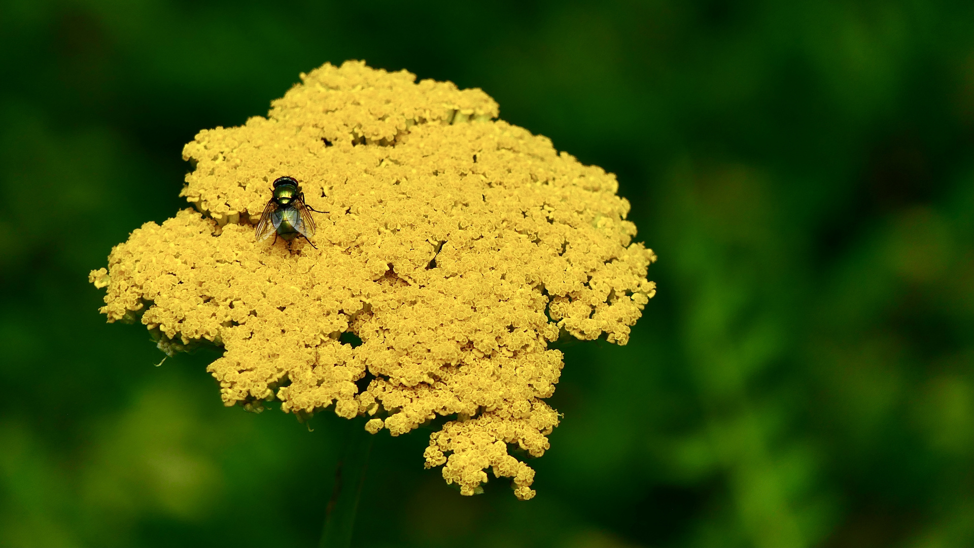 Schafgarbe mit Fliege