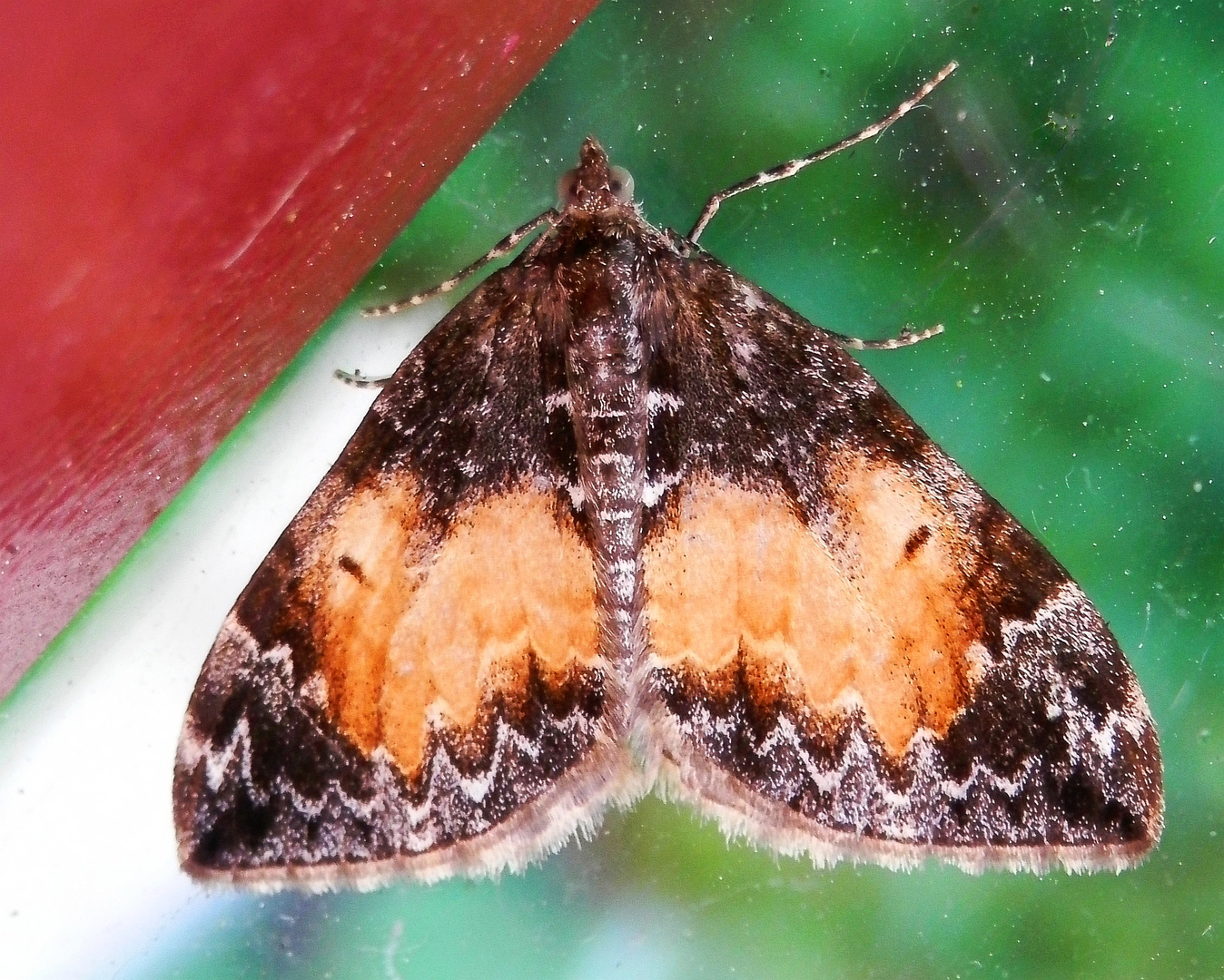 Schafgarben-Blütenspanner (Eupithecia icterata)