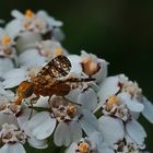 Schafgarben-Bohrfliege, Oxyna flavipennis