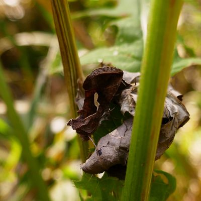 Schafgarben-Silbereule, Macdunnoughia confusa