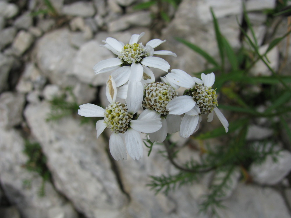 Schafgarbenblüte im Allgäu