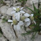 Schafgarbenblüte im Allgäu