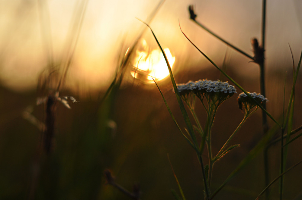 Schafgarbewiesensonnenuntergang