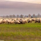 Schafhaltung in Brandenburg