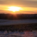 Schafherde auf der Alb vor dem Wintereinbruch