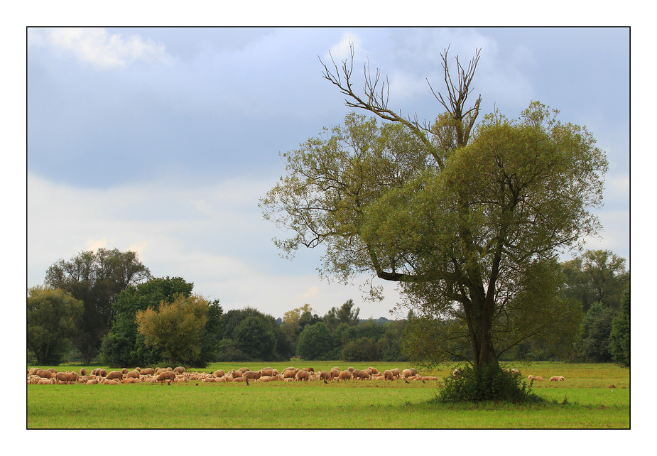 Schafherde auf der Weidewiese