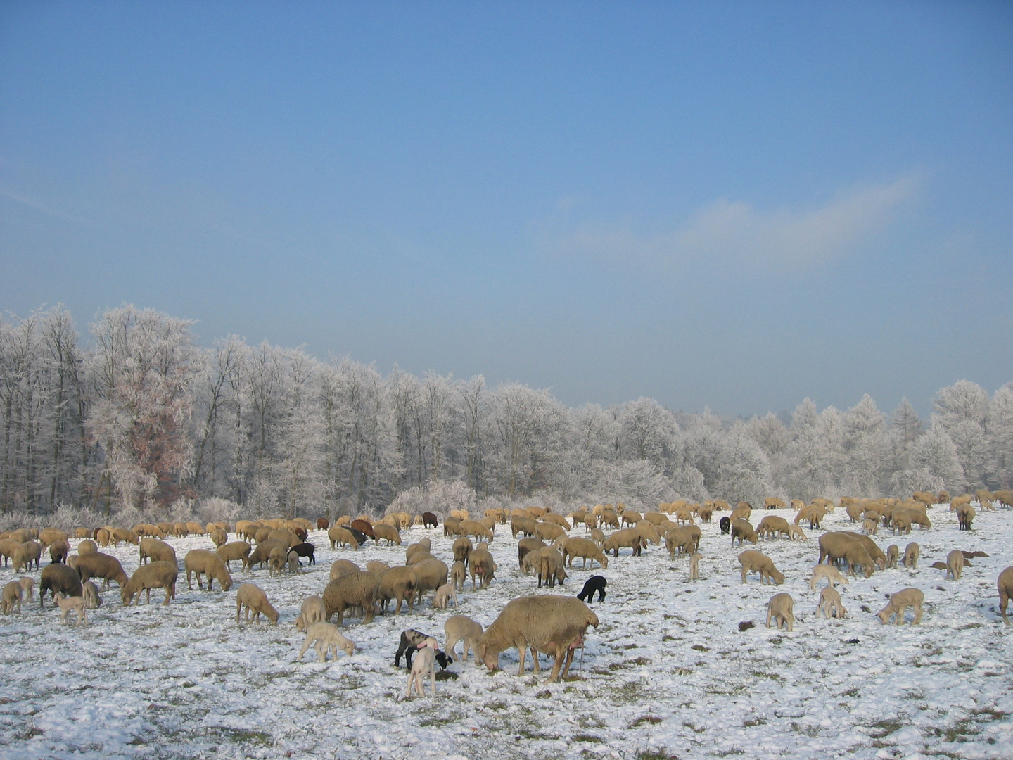 Schafherde auf der Winterweide