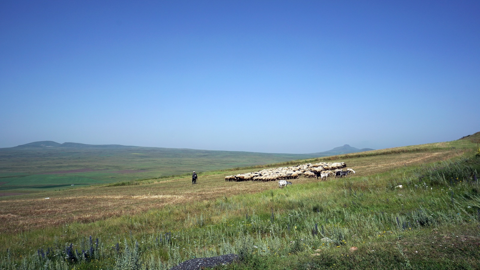 Schafherde auf Gebirgspass in Armenien 