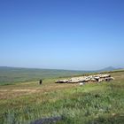 Schafherde auf Gebirgspass in Armenien 