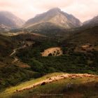 Schafherde auf Kreta