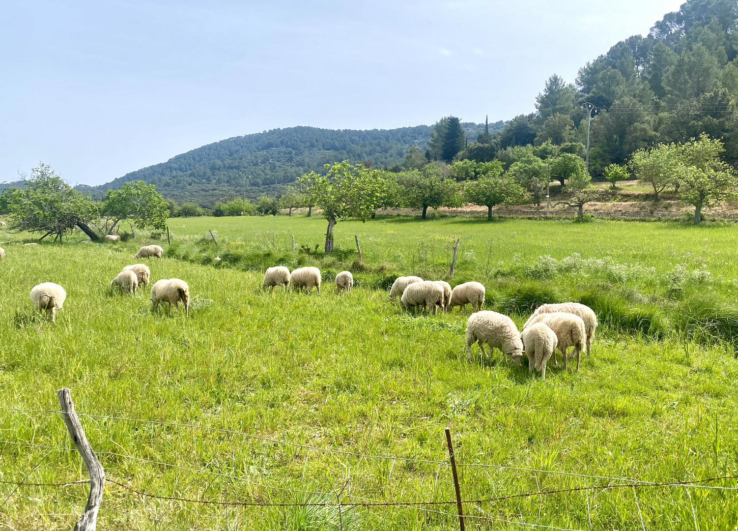 Schafherde auf Mallorca 