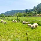 Schafherde auf Mallorca 