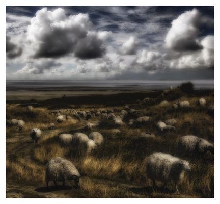 Schafherde auf Sylt