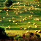 Schafherde bei Asciano Toskana
