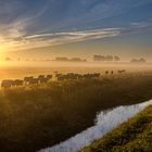 Schafherde bei Sonnenaufgang