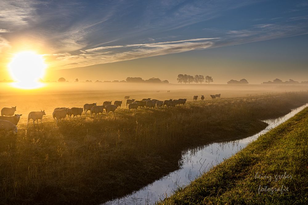 Schafherde bei Sonnenaufgang