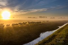 Schafherde bei Sonnenaufgang