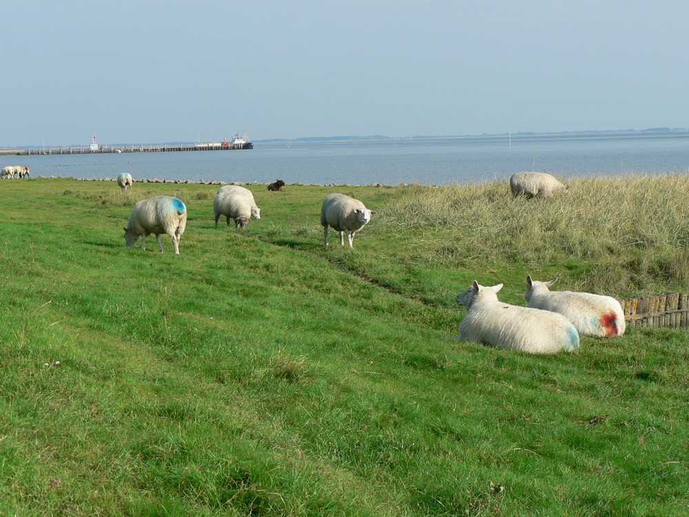 Schafherde bei Wittdün