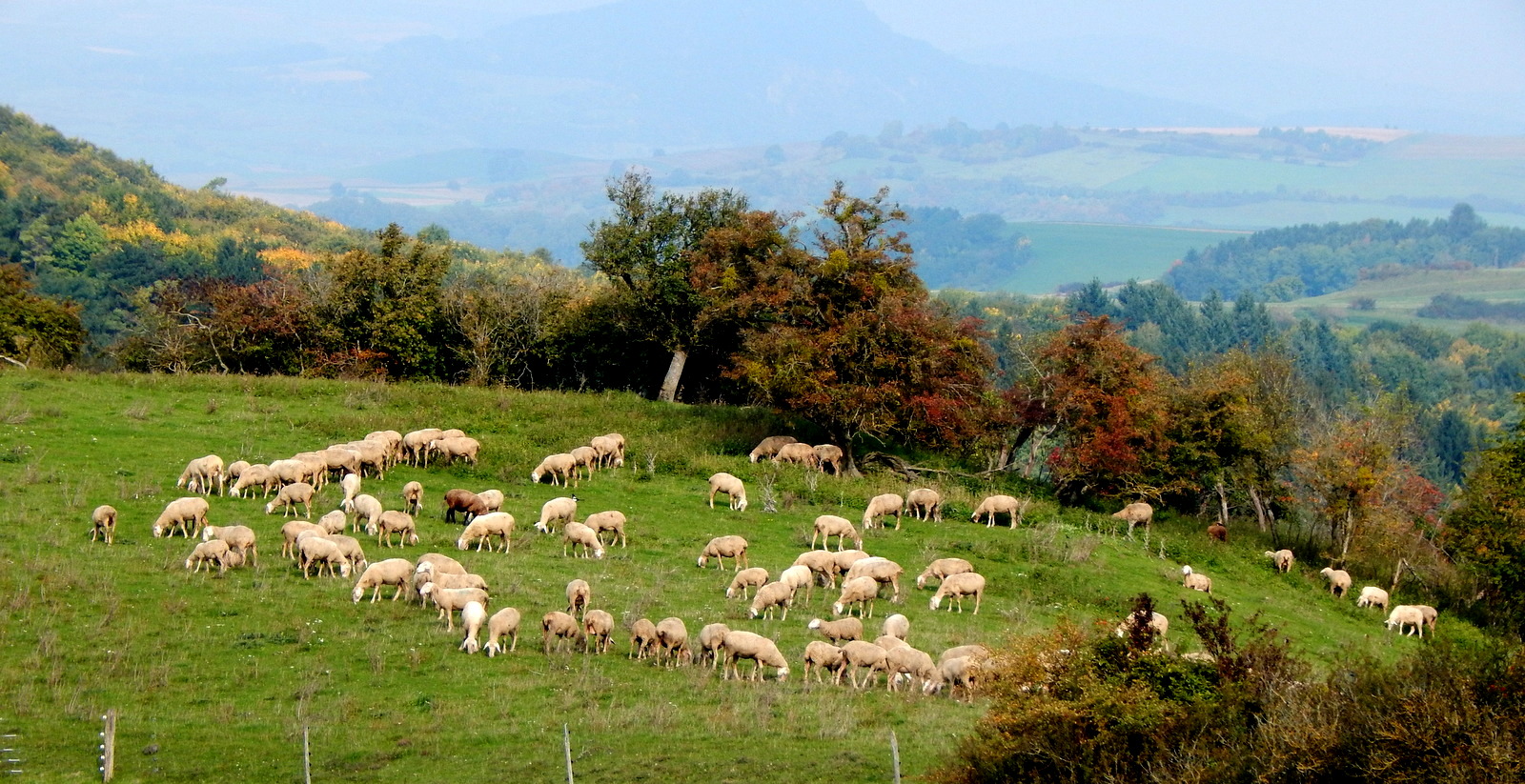 schafherde beim grasen