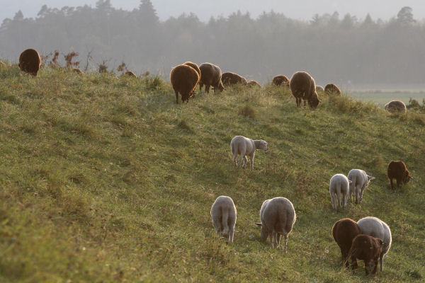 Schafherde im Abendlicht