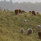 Schafherde im Abendlicht