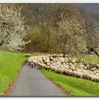 Schafherde im Frühling...