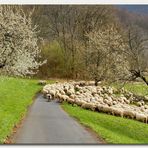 Schafherde im Frühling...