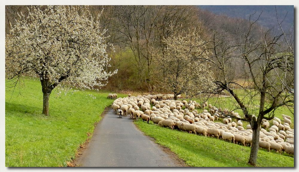 Schafherde im Frühling...