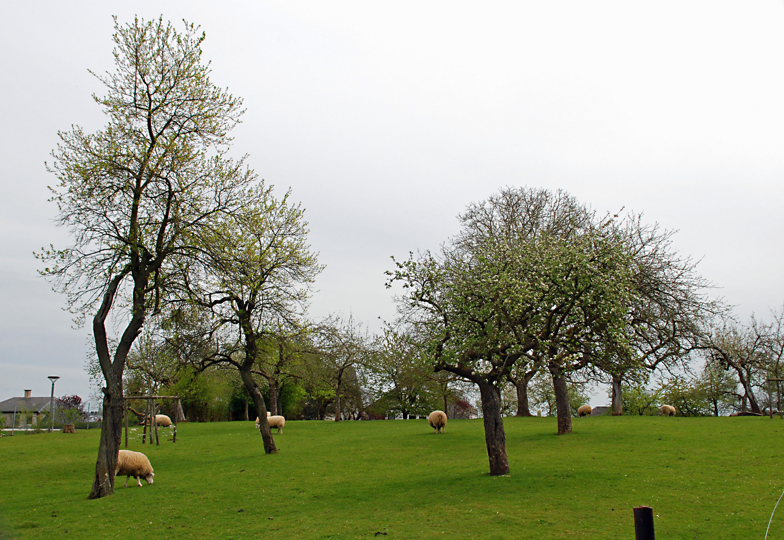 Schafherde im Frühling