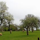 Schafherde im Frühling