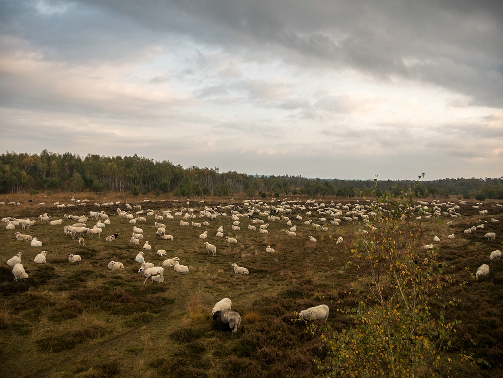 Schafherde im Gildehauser Venn