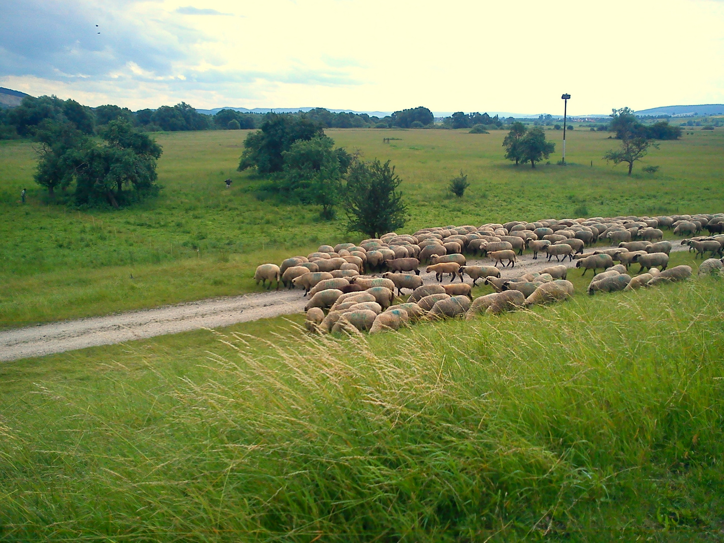 Schafherde im Leinetal ( 2 )